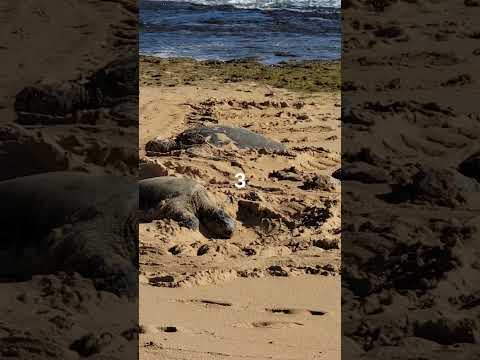 Look who came to the beach today. Maui Hawaii