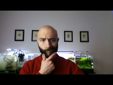 Metodi di avvio di un acquario, DRY START, buio, classico. Con terreno allofano e inerte.