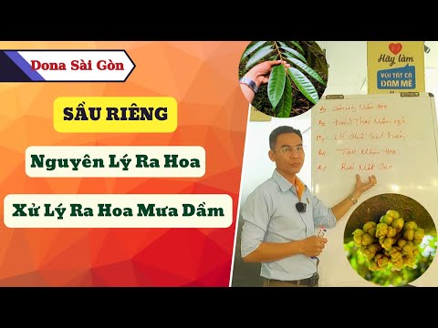 BÍ QUYẾT LÀM BÔNG SẦU RIÊNG HIỆU QUẢ