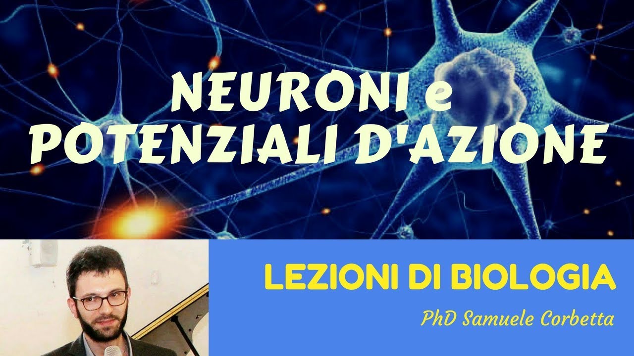 Neuroni e Potenziali d'Azione - Lezioni di Biologia -