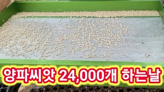 양파 24,000개 심어 1000만원 벌자~~