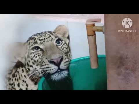 Leopard rescue