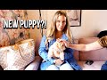GETTING A NEW PUPPY?! | MOM OF 4 | ANNA SACCONE