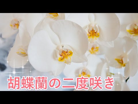 花が終わった蘭の手入れ方法 再開花 肥料 水やり