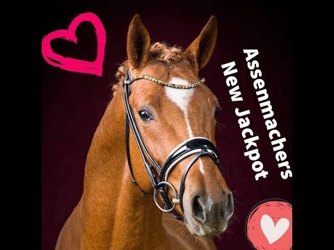 Assenmachers New Jackpot - New Jackpot A - Hengstschau Münster Handorf- Dressagepony - Ponystallion