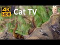 Cat TV 4K HDR: Chipmunks, Birds, Squirrels, the Ugly Bunny - 8 Hours