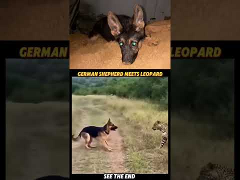 Again!!! Just German Shepherd Things ❤️ | Thanks for the love last time 🙂 #leothegsd #doglife #gsds