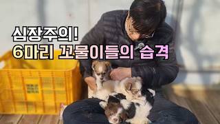 심장주의! 6마리 꼬물이들의 습격???? 사과농장의 평화로운 일상