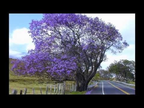 Mùa hoa phượng tím - Tâm Hảo