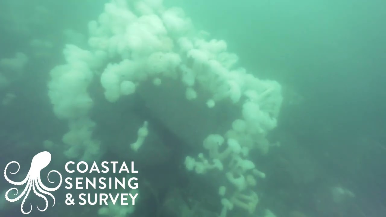 Des Moines Tire Reef