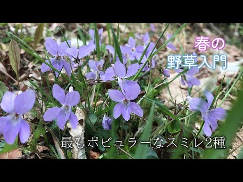 一般的な夜スミレ 植物