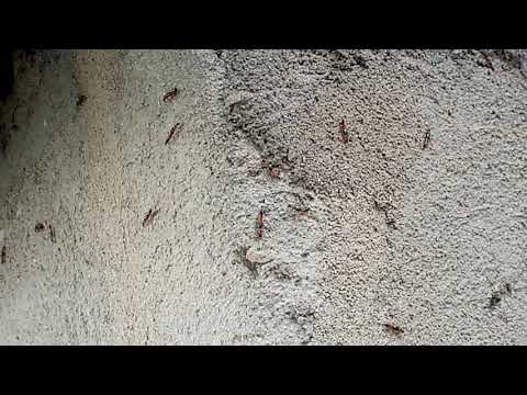 Nairobi fly .Action must be taken now.