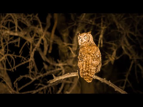African night sounds | Sabie River #1, Kruger National Park, South Africa- Kruger safari sounds 🌍120