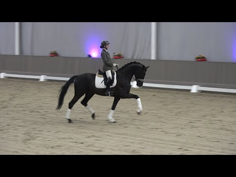 Secret Star v. Secret - Stedinger, Oldenburger, Hengst, gekört * 2019