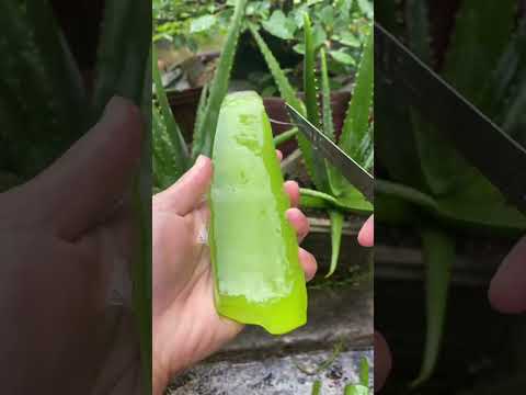 Amazing uses of aloe vera #shorts