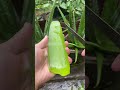 Amazing Uses Of Aloe Vera Shorts