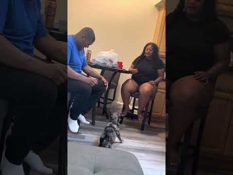 Lele Cakes Weres Crunos Collar at? 🐶