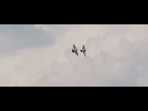 TWO BIRDS FLYING IN THE SKY 4K