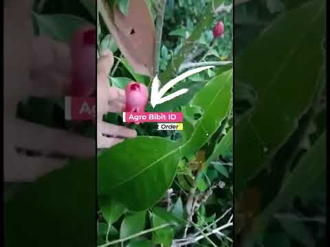 Dijamin ASLI 100% bunga kantil merah #jualbibit #kantilmerah #cempaka #bunga #kantil