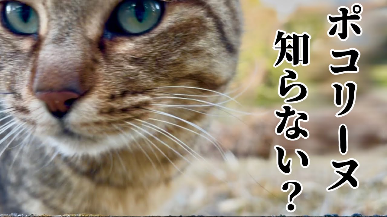 ポコリーヌの友達に行方を尋ねてみました