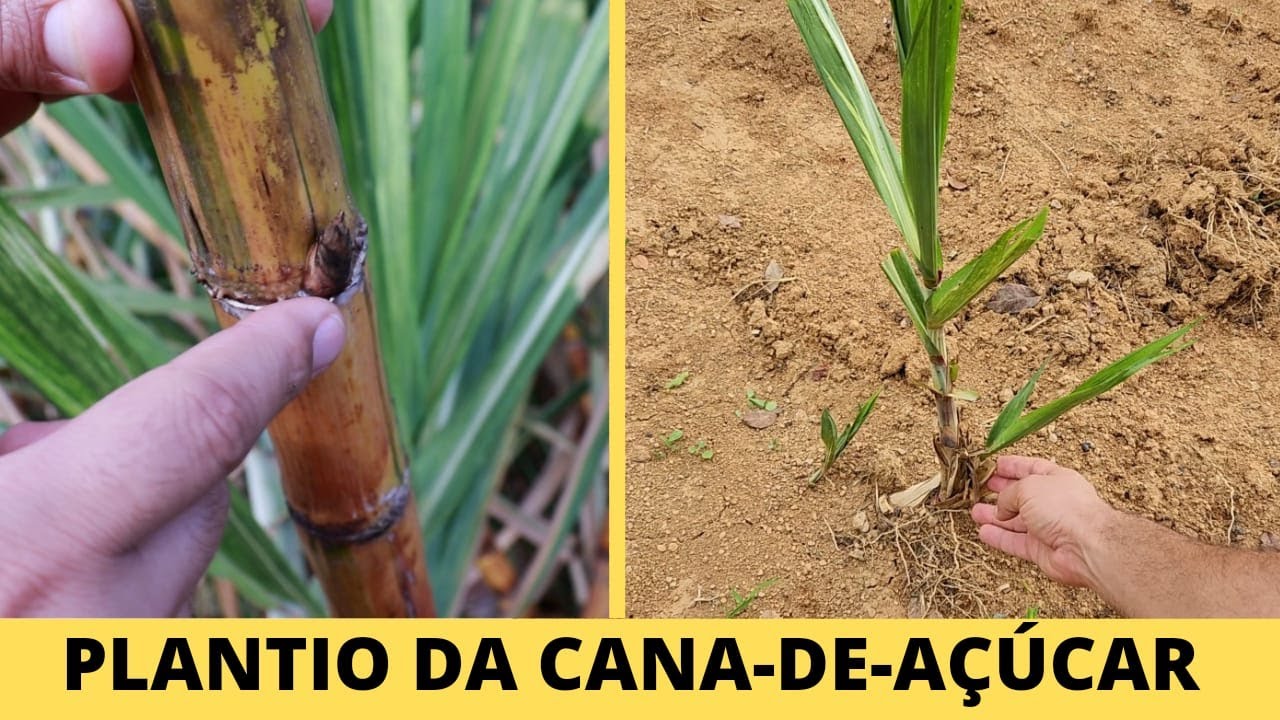 COMO PLANTAR CANA-DE-AÇÚCAR | JEITO SIMPLES E FÁCIL!