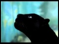 Bravisimo - Melnā pantēra 
