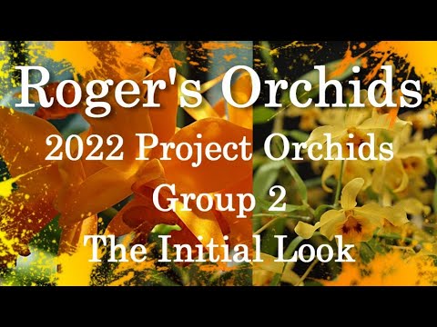 2022 Project Orchids - Group 2, The Initial Look