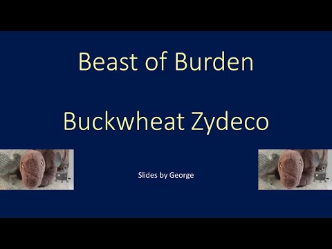 Buckwheat Zydeco   Beast of Burden karaoke
