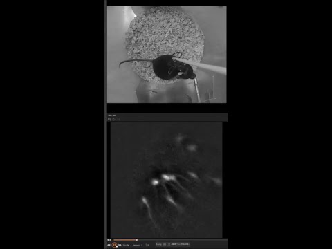 水分摂取に応答したSFOのCCKニューロンの神経活動の様子