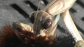 Praying Mantis Eating Caterpillar (GRAPHIC!)