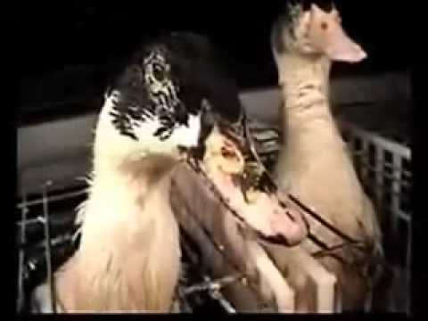 Alan Watts Man and Nature