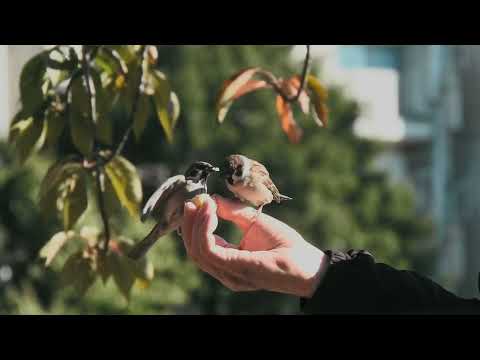 Spatzen - Vogelgezwitscher