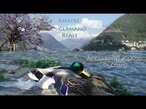 Anatre Germano Reale ai Giardini a Lago di Como