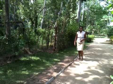 Quintus Adikari (Halaawatha)