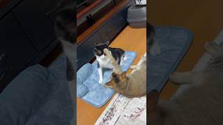 緊迫したにらみ合い #shorts