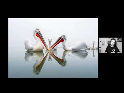 Replay webinar | Achter het beeld: van de Afrikaanse savanne tot de Belgische dierentuin