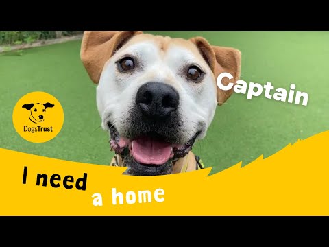 Captain for sale in Glasgow, Scotland