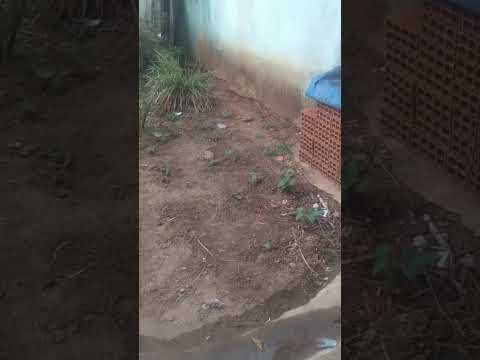 Plantando feijão 🫘 #youtube #feijao #feijão #combinado #tocantins #adilsondocombinado #love