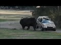 Rhino Attacks Car At Safari Park Germany ITV News 28th August 2019