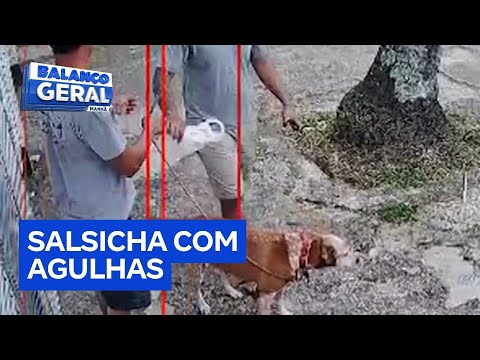 Cadela é levada às pressas ao veterinário após comer salsicha oferecida por vizinho o tutor