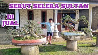 Download lagu Cek Harga Bonsai Serut monster diborongkan mp3 Download lagu Cek Harga Bonsai Serut monster diborongkan mp3