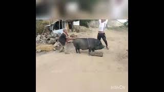 cutting pig in one hit 2