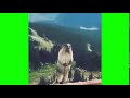 Squirrel Shout Shout Sound