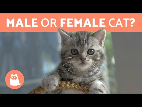 Is it Better to Adopt a MALE or FEMALE CAT? DIFFERENCES