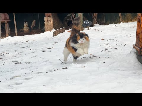 눈보라가 몰아쳐도 마음이 든든한 산고양이들