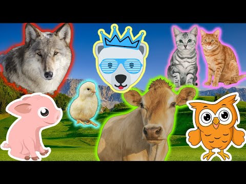 FUN with FAMILIAR Animals Cats Dogs Cows Horses 🐴🐘🐺 WILD Animal SOUNDS Wolf Elephant Owl Panda Pigs🐊