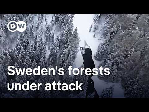 Is Sweden destroying its ancient forests for good? | Focus on Europe