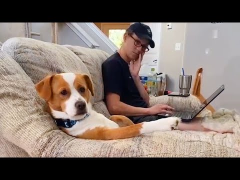 Les vidéos les plus drôles de chiens et d'humains 2025 !