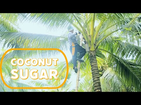 Traditional Coconut Sugar Making| Harvesting Nectar from Coconut Trees and Processing Natural Sugar