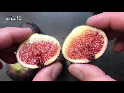 POSLANIKOVA s.a.v.s. MEDICINA, SMOKVA - SLATKO VOĆE KOJE LIJEČI SVE -